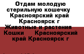 Отдам молодую стерильную кошечку - Красноярский край, Красноярск г. Животные и растения » Кошки   . Красноярский край,Красноярск г.